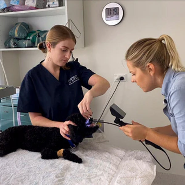 Veterinary Endoscope Inspection Camera