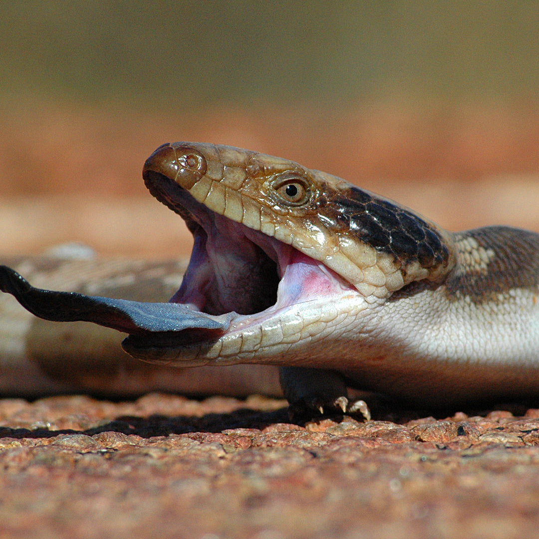 pygmy bluetongue