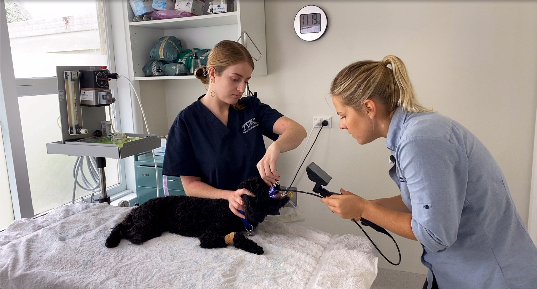 Veterinary Endoscope Inspection Camera